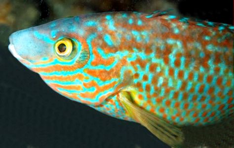 Centrolabrus exoletus_03